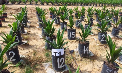 Outotec Oil Palm Fertilizer Test 72dpi